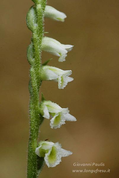 Spiranthes spiralis